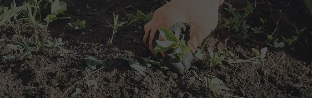 Professional yard maintenance in Wood Dale, IL by Maui's Landscaping