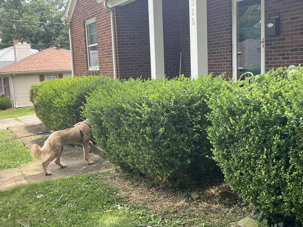 Trusted lawn mowing service in Ashland, KY by Mauks Maintenance And Lawn Care