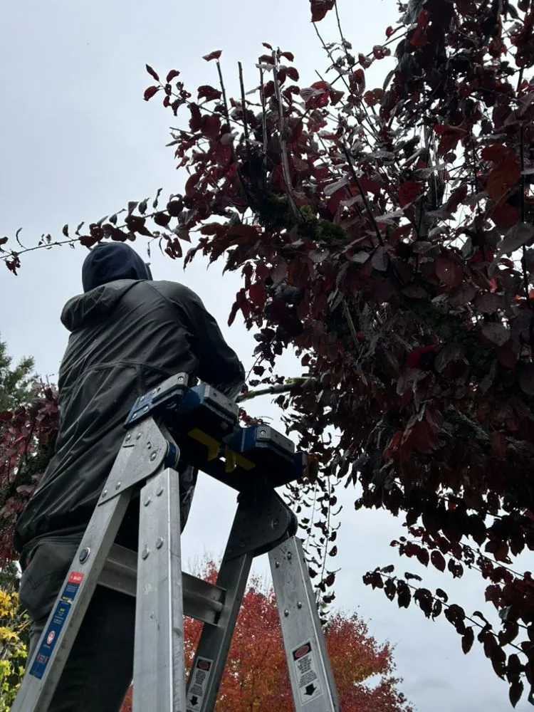 Affordable garden landscaping with custom design across Spanaway, WA - Maulolo Lawn Care Services