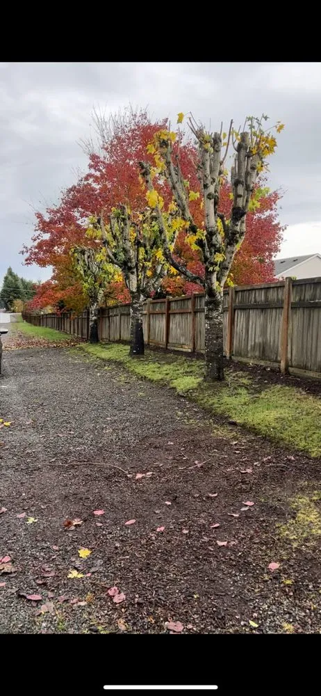 Trusted yard maintenance experts serving Spanaway, WA - Maulolo Lawn Care Services