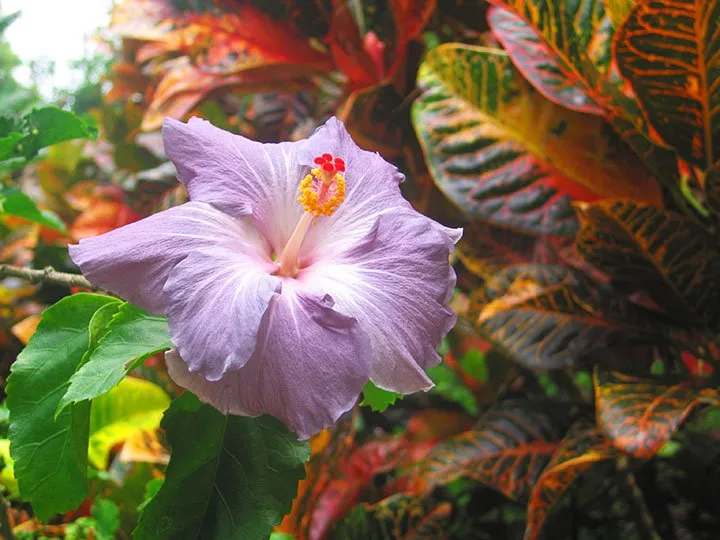 Reliable landscape installation for year-round maintenance in Kailua-Kona, HI by Mauna Loa Landscaping