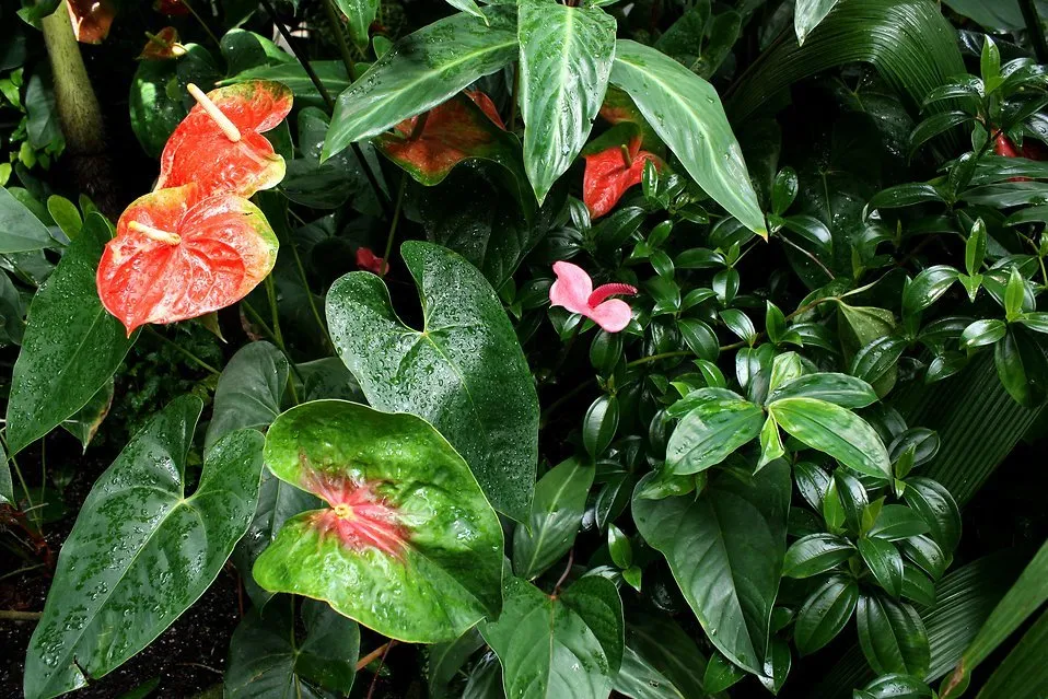 Top-rated garden landscaping for year-round maintenance in Kailua-Kona, HI by Mauna Loa Landscaping