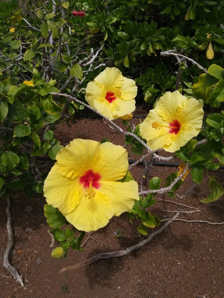 Affordable landscape design near you in Kailua-Kona, HI by Mauna Loa Landscaping