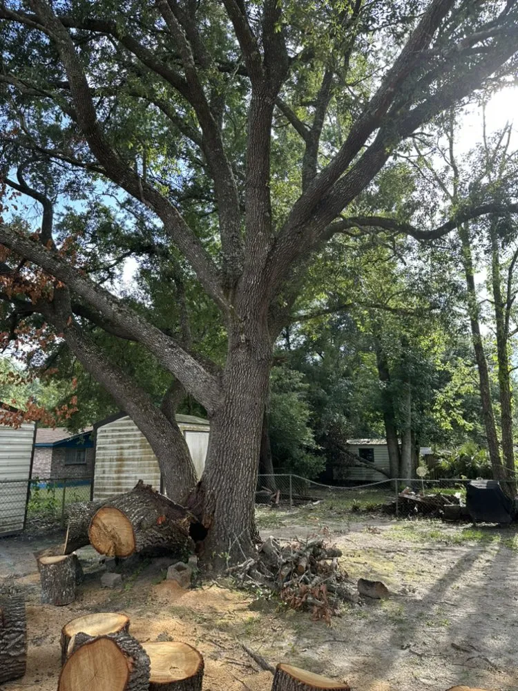 Reliable landscaping services for outdoor upgrades across Jacksonville, FL - Maurice’s Tree And Lawn Service