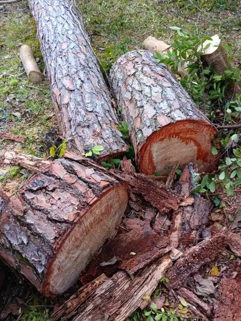 Professional lawn mowing service in Jacksonville, FL - Maurice’s Tree And Lawn Service