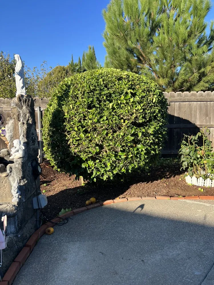 Expert garden landscaping in Sacramento, CA - Mauricio Lawn Service