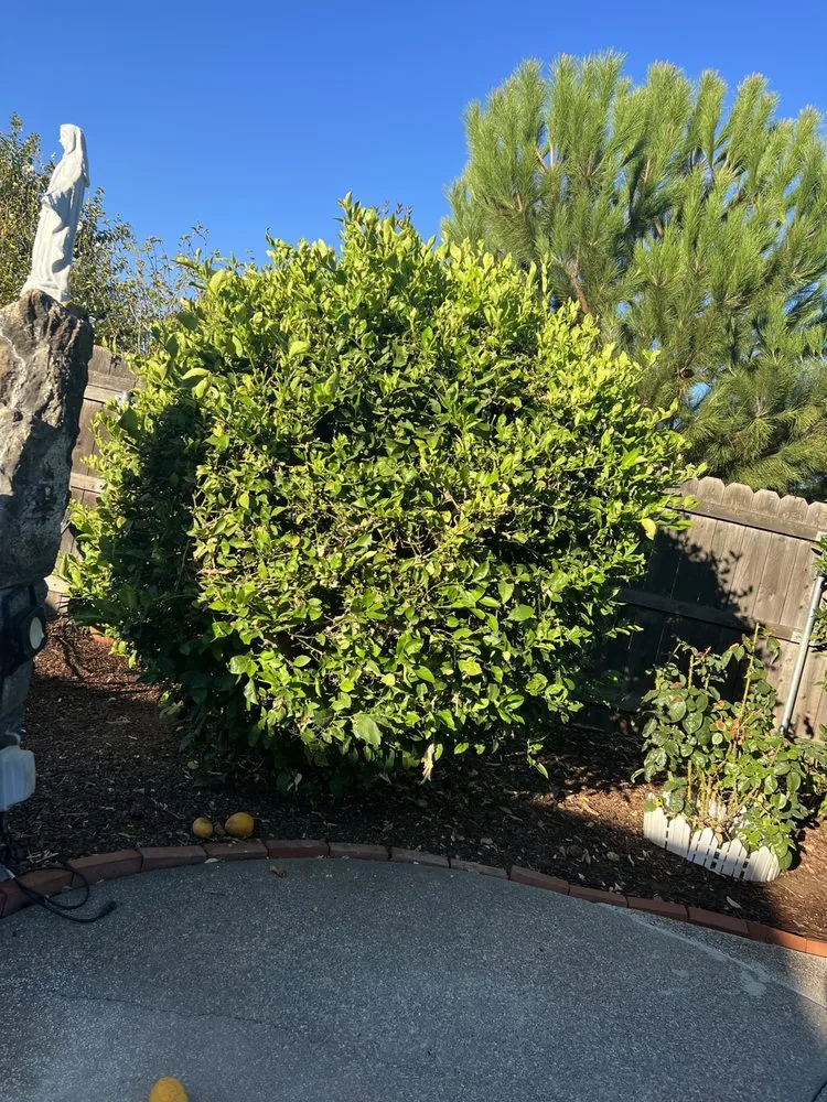 Reliable outdoor landscaping for residential properties in Sacramento, CA by Mauricio Lawn Service