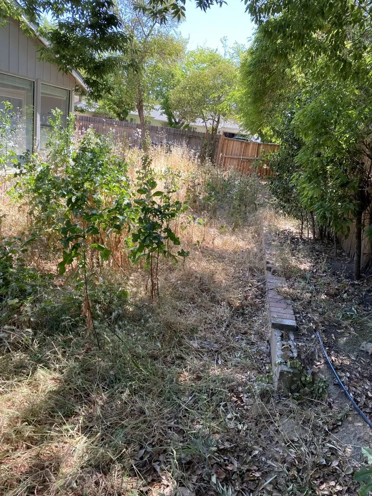 Expert yard cleanup service in Sacramento, CA by Mauricio Lawn Service