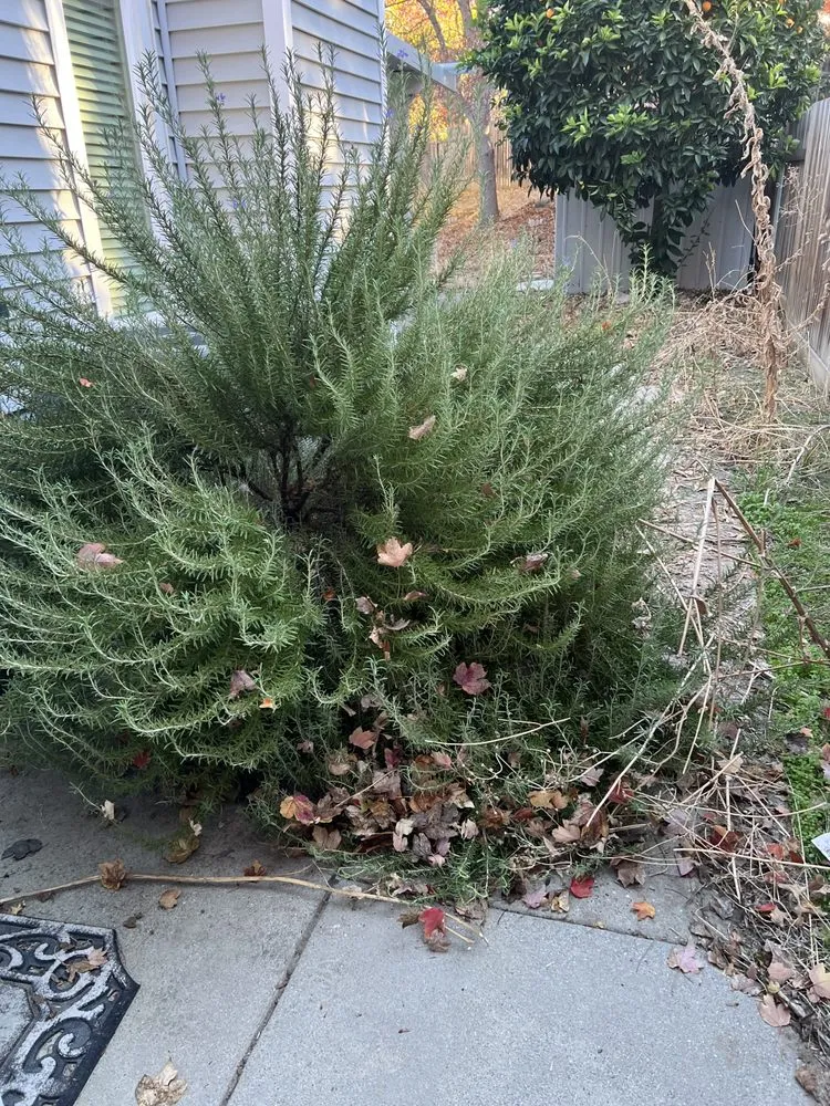 Expert yard cleanup service near you across Sacramento, CA - Mauricio Lawn Service