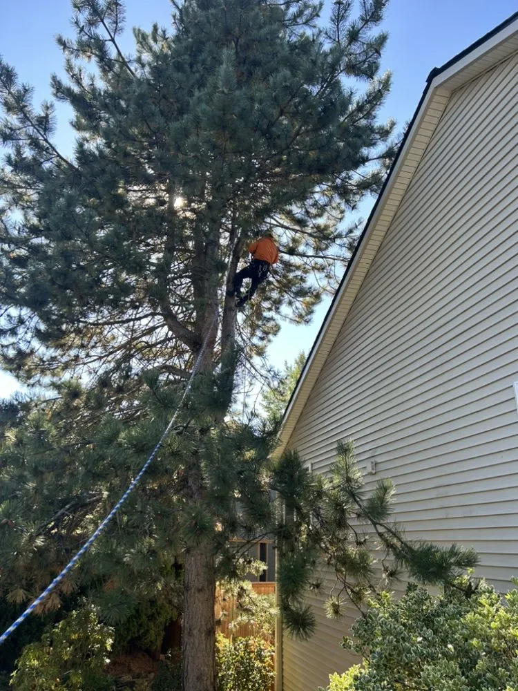 Expert landscape installation in Damascus, OR by Mauricios Landscaping