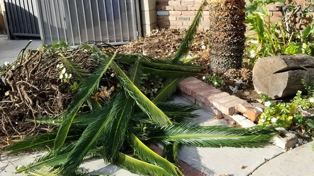 Top-rated garden landscaping in San Gabriel, CA - Mauricio's Landscaping