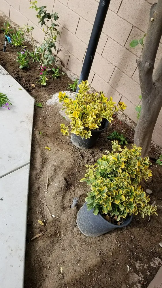 Local lawn care service with custom design in San Gabriel, CA by Mauricio's Landscaping