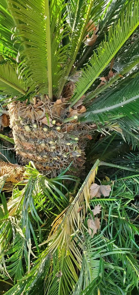 Trusted yard maintenance for residential properties across San Gabriel, CA - Mauricio's Landscaping