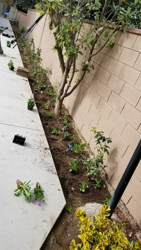 Top-rated lawn mowing service in San Gabriel, CA by Mauricio's Landscaping