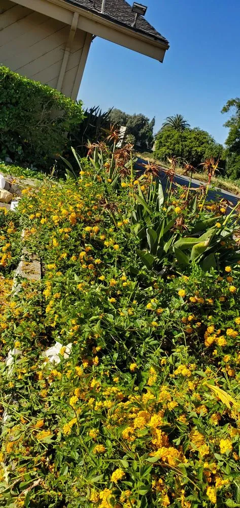 Affordable landscape design in San Gabriel, CA - Mauricio's Landscaping