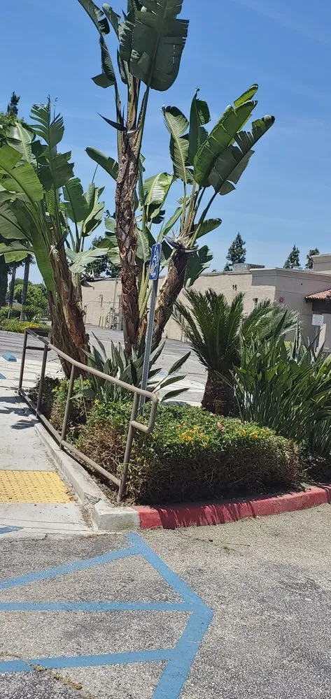 Top-rated outdoor landscaping with custom design in San Gabriel, CA by Mauricio's Landscaping