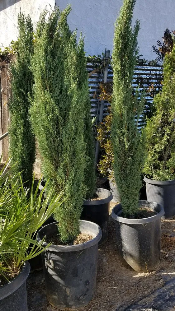 Professional residential landscaping for beautiful yards in San Gabriel, CA by Mauricio's Landscaping