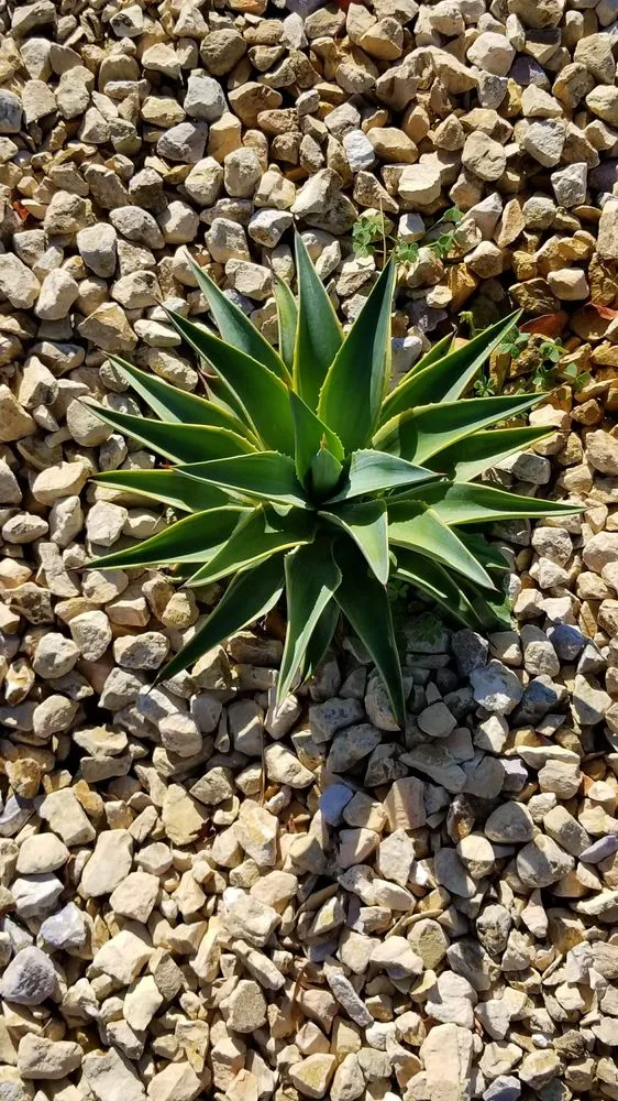 Trusted landscape installation in San Gabriel, CA - Mauricio's Landscaping