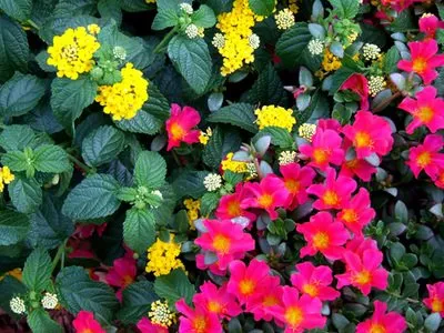 Reliable outdoor landscaping for beautiful yards across San Gabriel, CA - Mauricio's Landscaping