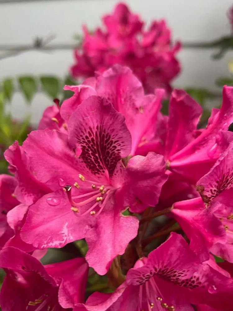 Trusted yard cleanup service in Shiloh, PA by Maus Contracting