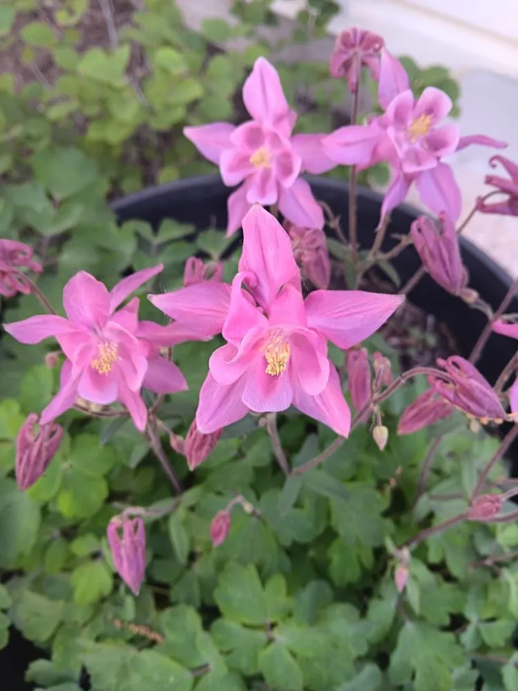 Professional yard cleanup service experts serving Shiloh, PA - Maus Contracting