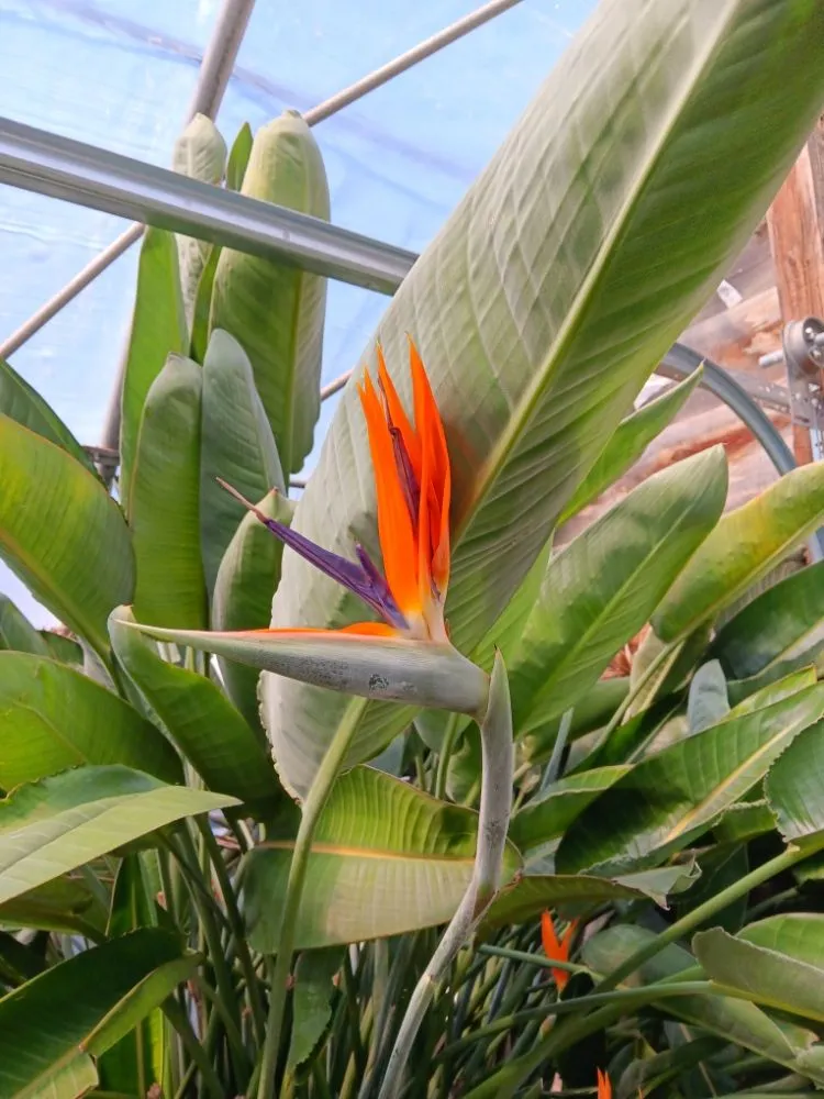 Affordable residential landscaping experts serving Shiloh, PA - Maus Contracting