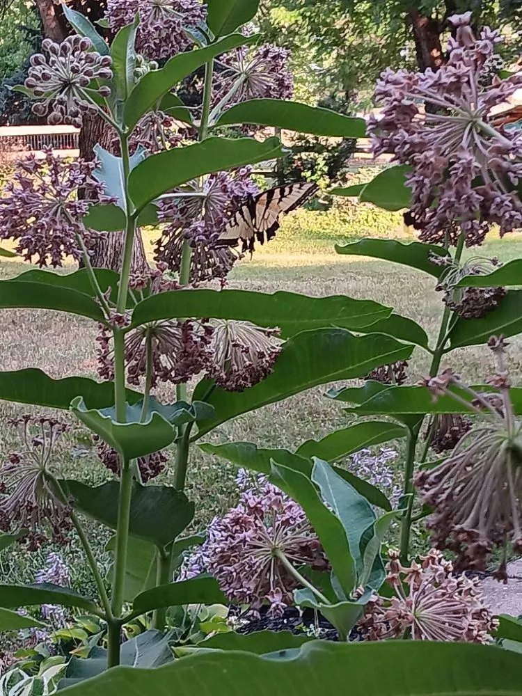 Reliable landscape installation near you across Shiloh, PA - Maus Contracting