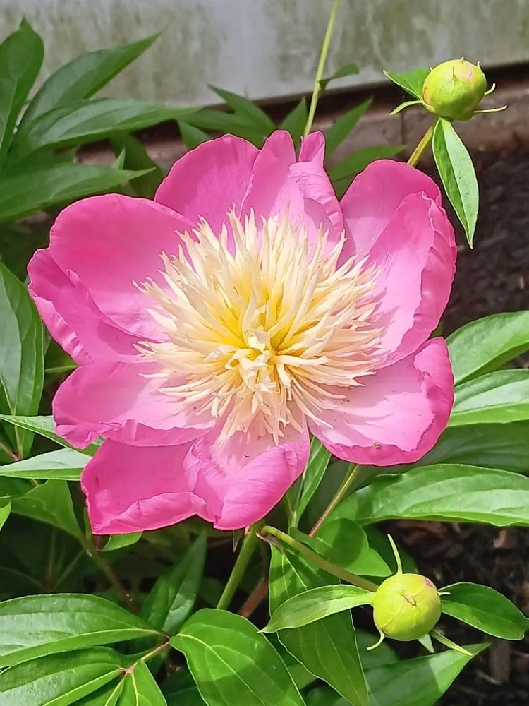 Professional landscaping services for homes across Shiloh, PA - Maus Contracting