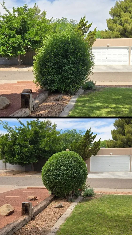 Top-rated landscaping services for beautiful yards across Albuquerque, NM - Maven Tree Services