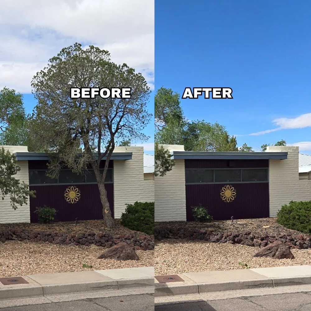 Expert yard maintenance in Albuquerque, NM - Maven Tree Services