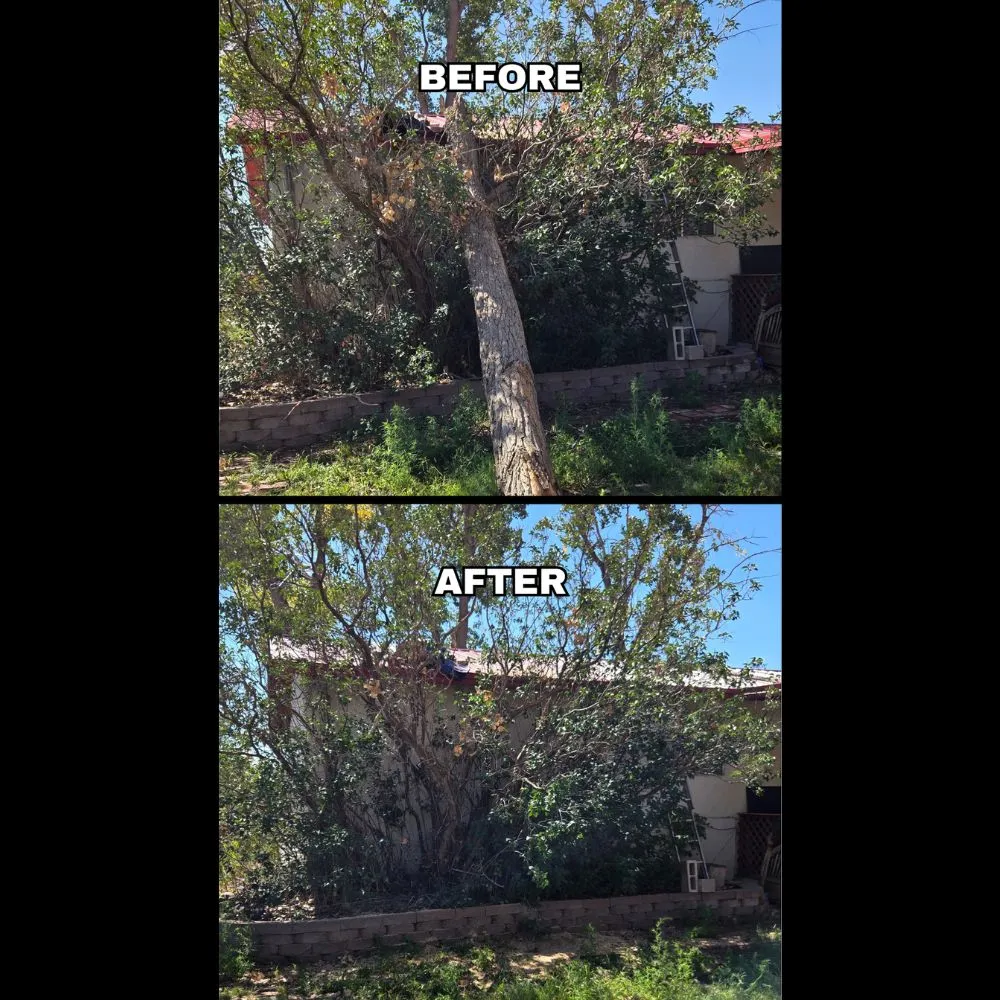 Professional yard cleanup service for year-round maintenance in Albuquerque, NM by Maven Tree Services