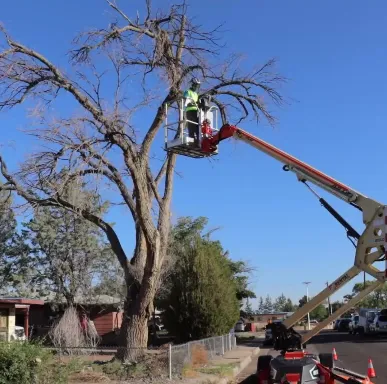 Affordable outdoor landscaping in Albuquerque, NM - Maven Tree Services