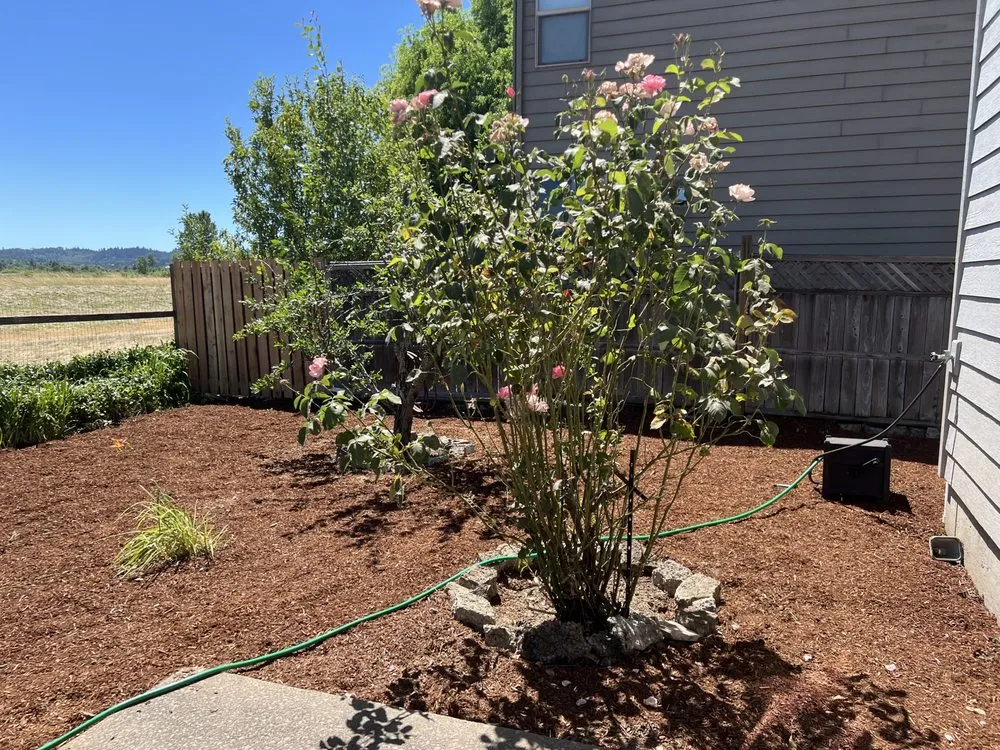 Trusted yard cleanup service experts serving Eugene, OR - Maverick Landscaping And Construction