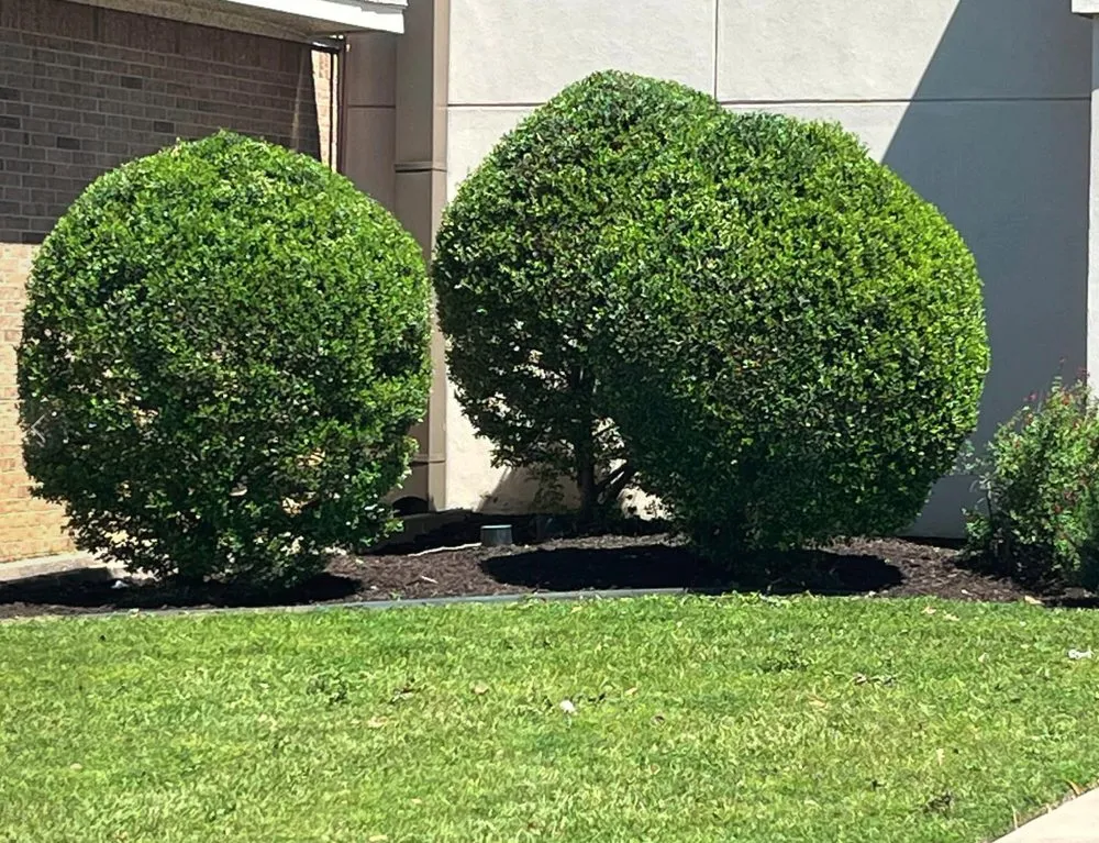 Expert landscape design for beautiful yards across Arlington, TX - Maverick Landscaping