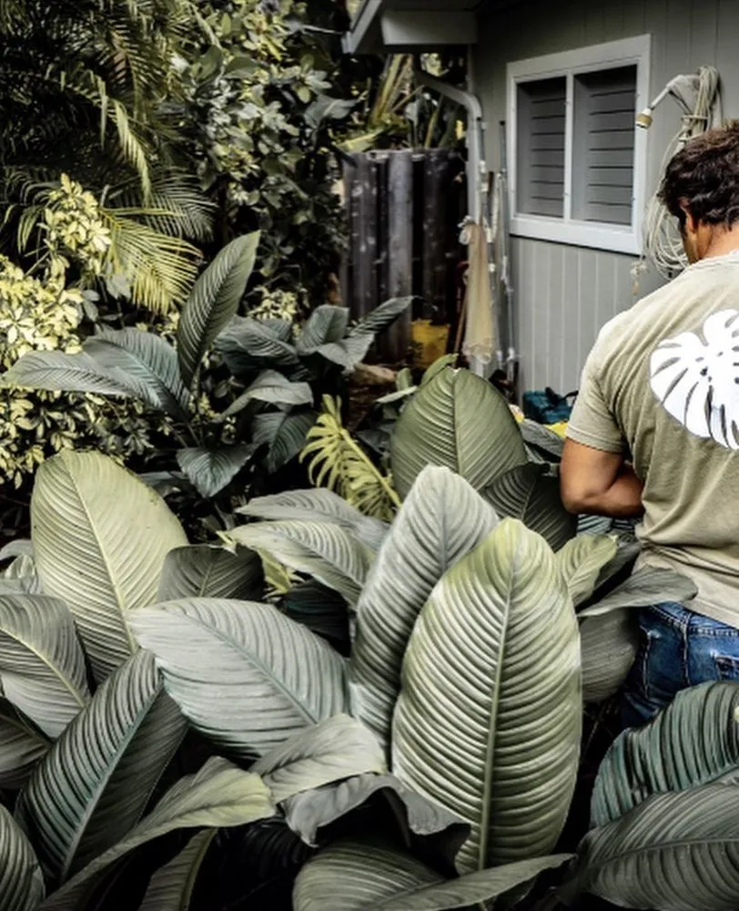 Affordable garden landscaping in Kalaoa, HI - Maverick Landscaping