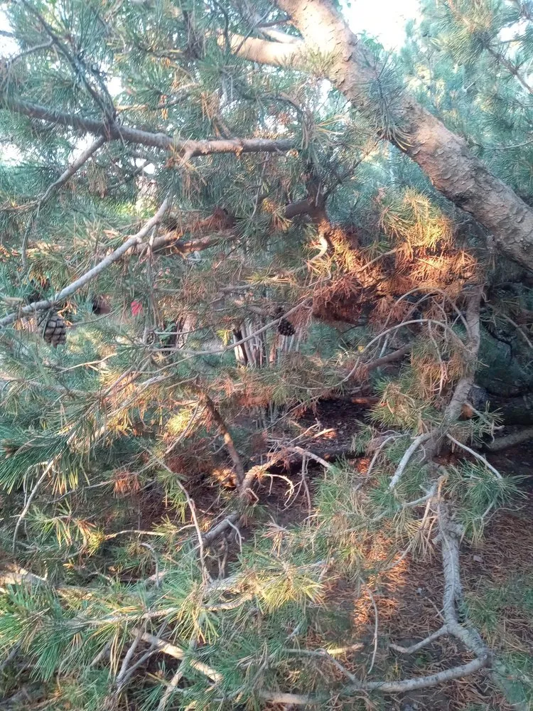 Reliable lawn care service in Cheyenne, WY - Maverick Lawn & Tree Experts