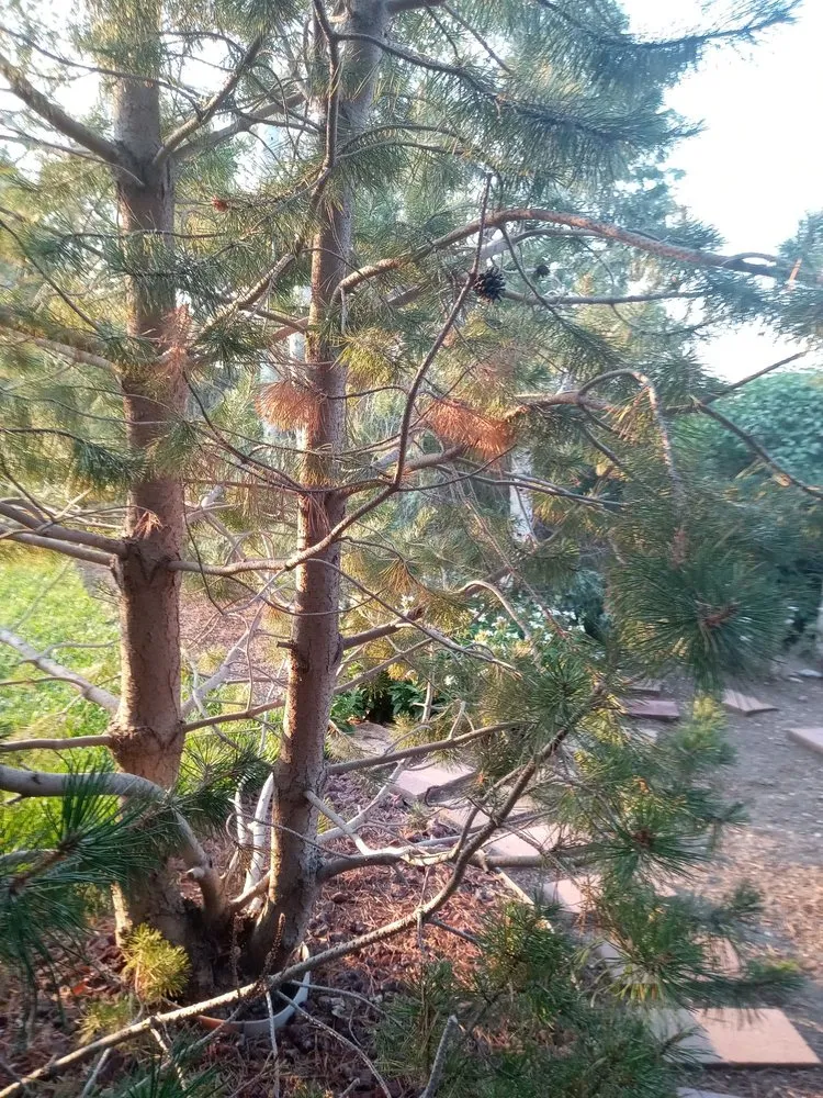 Expert yard cleanup service in Cheyenne, WY - Maverick Lawn & Tree Experts