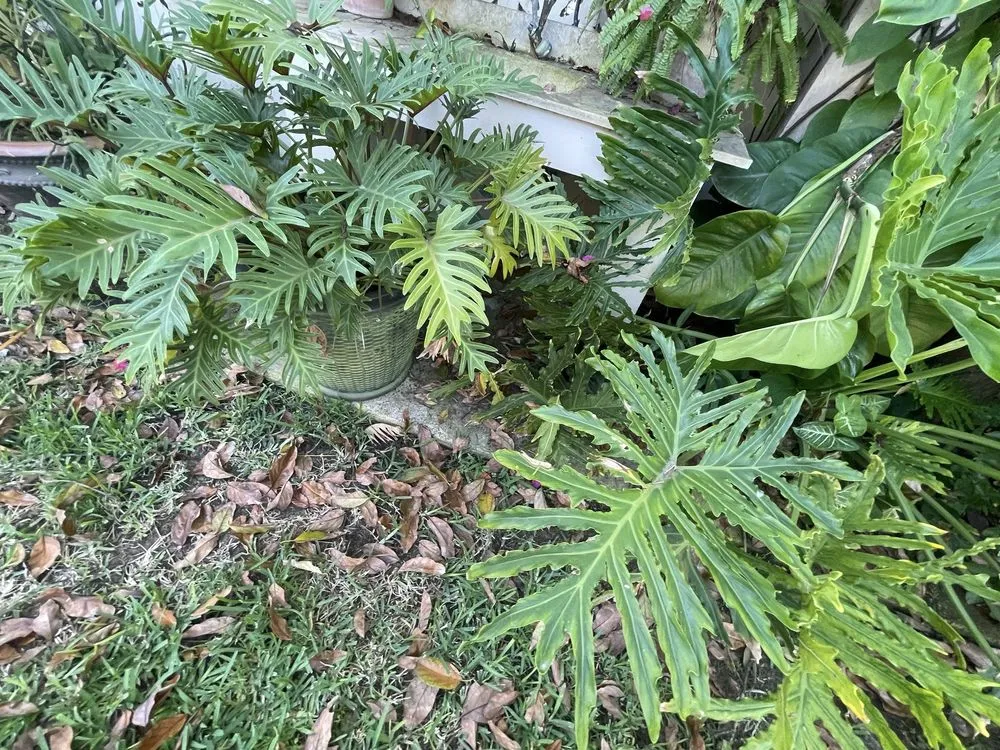 Expert outdoor landscaping near you across Port Isabel, TX - Max Cantu’s Green And Clean Lawn Services