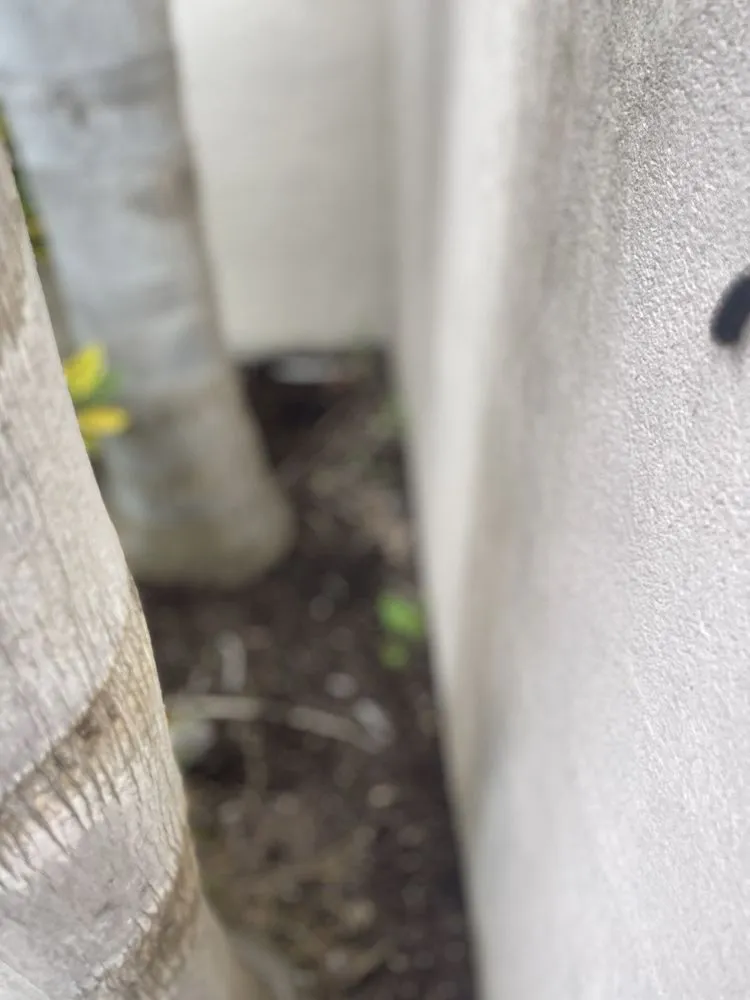 Professional yard cleanup service in Port Isabel, TX by Max Cantu’s Green And Clean Lawn Services