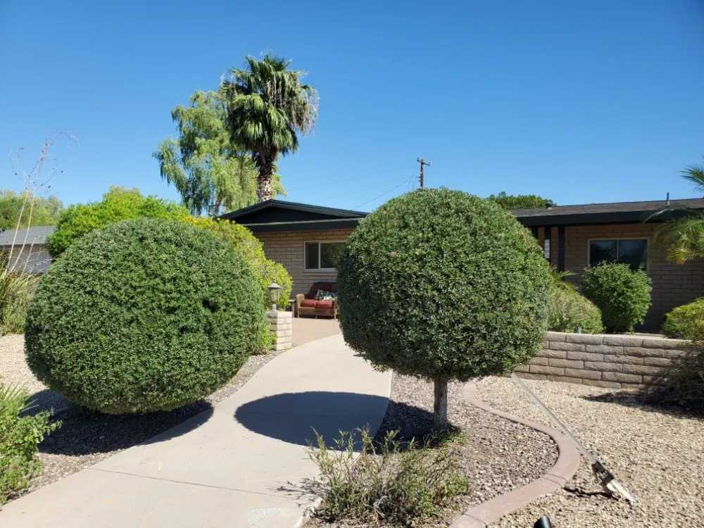 Top-rated yard cleanup service in Mesa, AZ by Max Landscaping