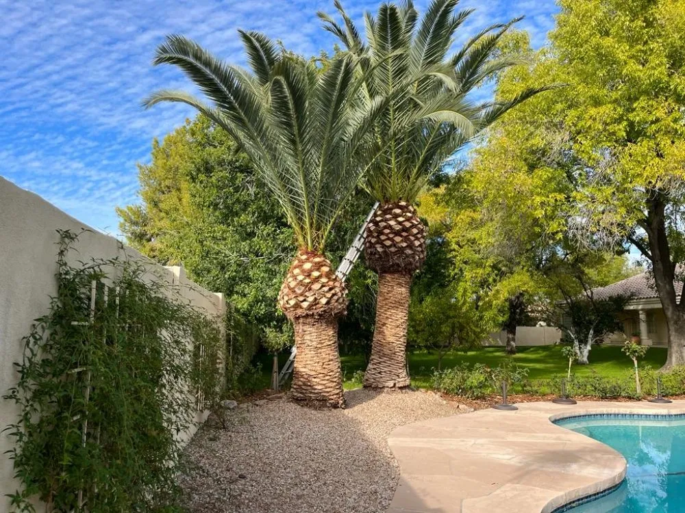 Affordable residential landscaping in Mesa, AZ - Max Landscaping