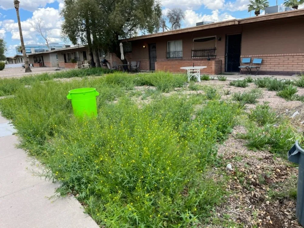 Trusted lawn care service in Mesa, AZ by Max Landscaping