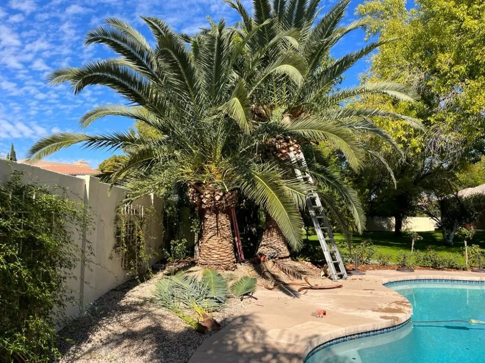 Professional yard maintenance in Mesa, AZ by Max Landscaping