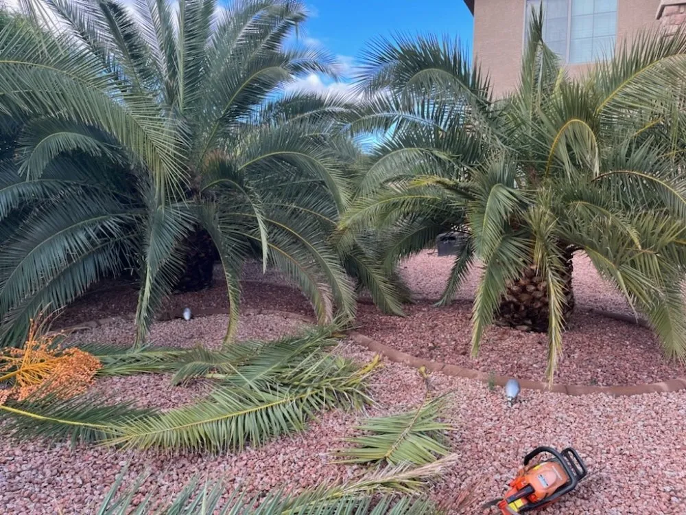 Reliable landscape installation in Mesa, AZ by Max Landscaping