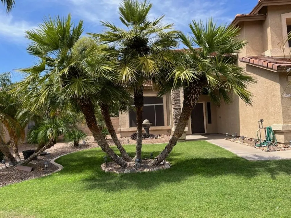 Reliable yard maintenance in Mesa, AZ - Max Landscaping