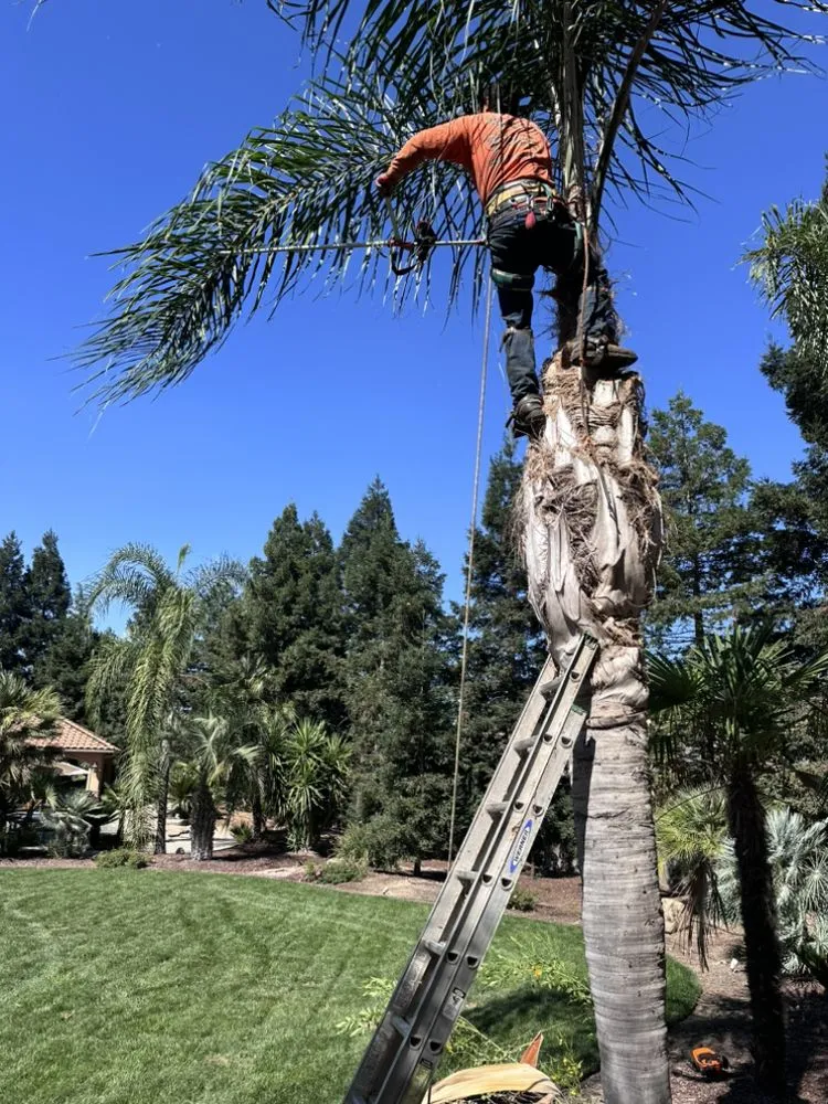 Trusted lawn care service in Modesto, CA - Max Landscaping