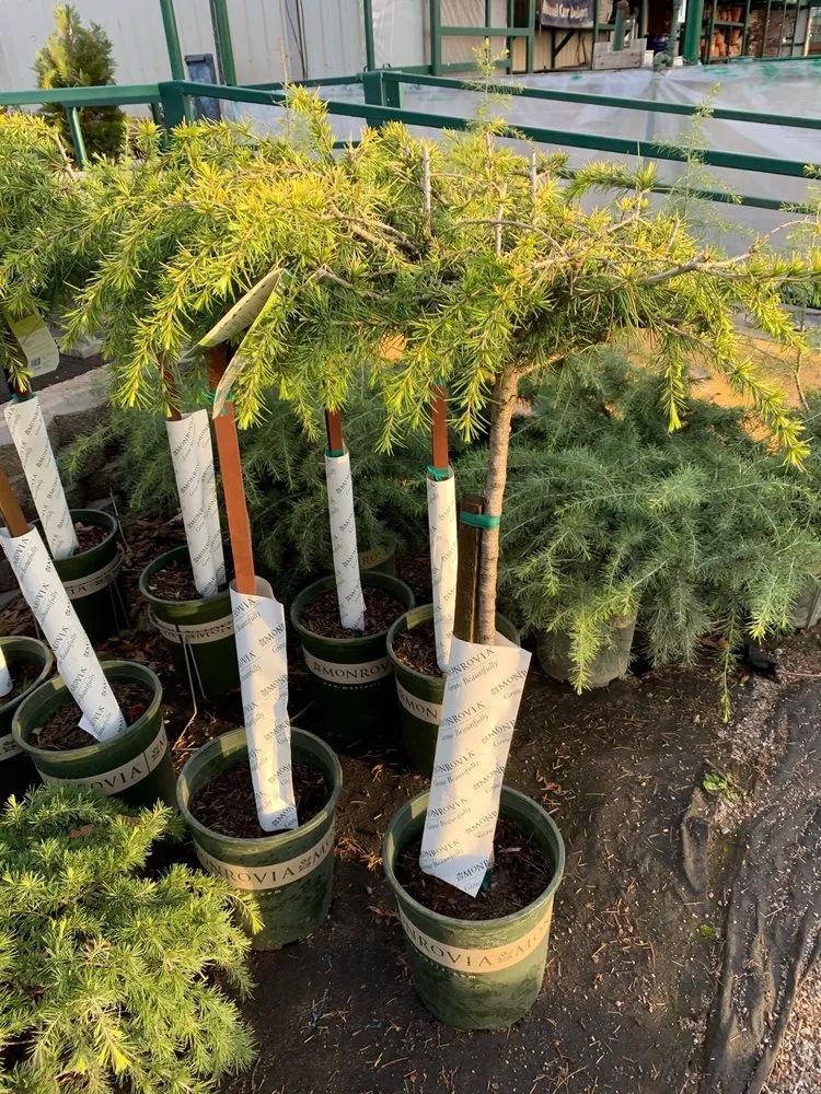 Affordable lawn care service in Oklahoma City, OK - MAX$ landscaping