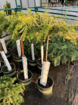 MAX$ landscaping Logo