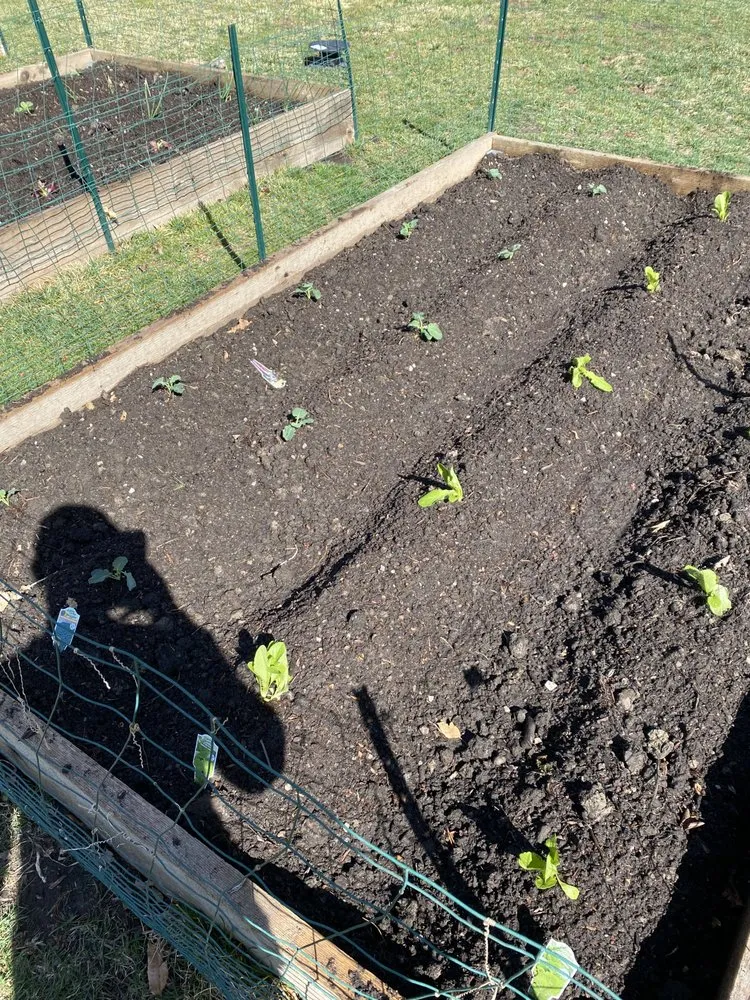 Trusted lawn mowing service in Independence, MO by Max Lawn and Landscape