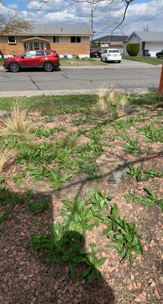 Local landscaping services in Kennewick, WA by Max Lawn Care